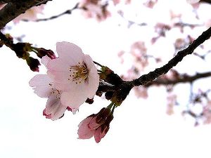 Притча : про джерело і квітку